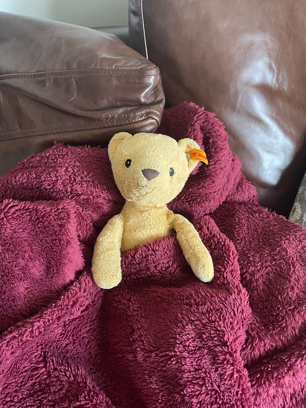 Teddy tucked under the red blanket on the sofa